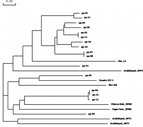 Figure 7. Phylogenetic relationship of amino acid sequences from 16 RGAs isolated in the present study and eight characterized R-genes.
