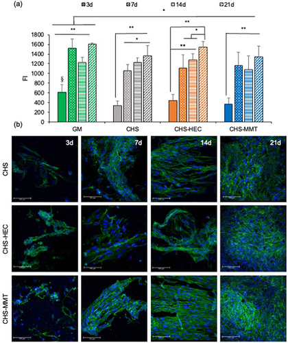 Figure 9 Fluorescence intensities (FI) of reduced alamarblue® (a) and CLSM micrographs (b) after 3, 7, 14 and 21 days of culture of normal human dermal fibroblasts (NHDF) onto undoped scaffolds (CHS) and doped with clays: hectorite (CHS-HEC) or montmorillonite (CHS-MMT). NHDF grown onto the bottom of the well were considered as control (GM) (mean values ± s.d.; n = 8; 1-way Anova, MRT test, **p<0.01; *p<0.05).