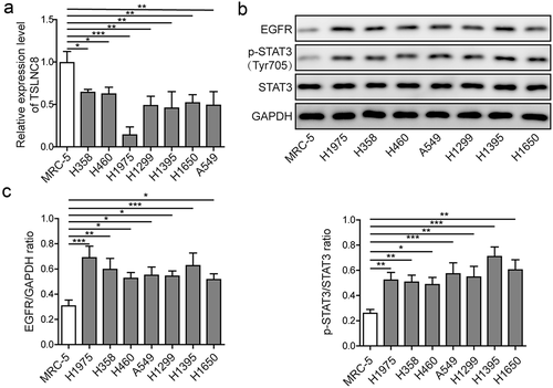 Figure 2. Expression levels of lncRNA TSLNC8, EGFR and STAT3 in lung cancer cell lines. (a). qRT-PCR was used to detect expression of TSLNC8 in human lung cancer cell lines (H358, H460, H1975, H1299, H1395, H1650 and A549) and normal human embryonic lung fibroblast cell line (MRC-5). (b). Western blotting was performed to assess expression of EGFR and phosphorylation of STAT3 (Tyr705) in human lung cancer cell lines and a normal human embryonic lung fibroblast cell line. GAPDH was used as a loading control. (c). Quantitative analysis of protein levels in B. Data were shown as mean±SD, the result was a representative of three independent experiments. *** p< 0.001, ** p< 0.01 and * p< 0.05
