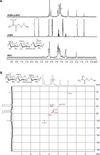Figure 2 1H-NMR spectra of AEMA, WSC, and AEMA-g-WSC (A) and 2D NMR spectra of AEMA-g-WSC irradiated by 5 kGy gamma irradiation (B).Abbreviations: 2D NMR, 2-dimensional nuclear magnetic resonance spectroscopy; AEMA, 2-aminoethl methacrylate; AEMA-g-WSC, 2-aminoethl methacrylate-grafted water-soluble chitosan; WSC, water-soluble chitosan.