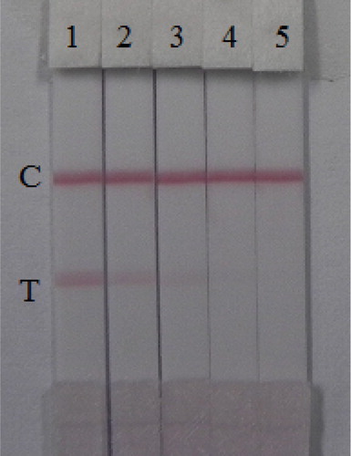 Figure 6. Colloidal gold immunochromatography assay for AC. AC concentration (from left to right): 1 = 0 ng/mL, 2 = 0.1 ng/mL, 3 = 0.25 ng/mL, 4 = 0.5 ng/mL, and 5 = 1 ng/mL. C, control line. T, test line.
