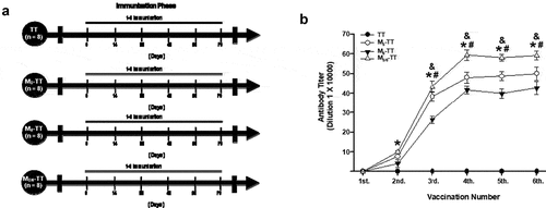 Figure 1. Antibody titer responses in mice immunized with the M3-TT, the M6-TT, and the M3/6-TT vaccines. (a) Experiment timeline. (b) Serum samples were collected 14 days after each immunization. Mean titers (± S.E.M.). *P < .01 Significant effects from the second booster compared to the 1st booster, &P < .01 Significant effects entre M3/6-TT vaccine compared M3-TT and M6-TT vaccine. #P < .01 Significant effects entre M3-TT vaccine compared M6-TT vaccine as determined by repeated-measures two-way ANOVA followed by Tukey’s test