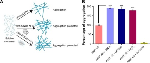 Figure 8 The effect of nanomaterials on A53T αS in vitro aggregation.Notes: (A) General scheme of A53T αS aggregation in the presence of GQDs and GOQDs. (B) The percentage of A53T αS aggregation with different nanomaterials (50 μg/mL) and 25 μM of curcumin compared to the control (A53T αS) after 48 hours of incubation under aggregation condition. Each experiment was conducted three times. ***p<0.001.Abbreviations: αS, alpha-synuclein; GQDs, graphene quantum dots; GOQDs, graphene oxide quantum dots; NPs, nanoparticles.