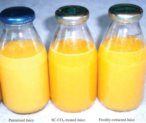 Figure 5 Photo showing the colours of pasteurized and CO2 treated juices stored at 4°C for 8 weeks, compared to that of freshly extracted juice. (Color figure available online.)