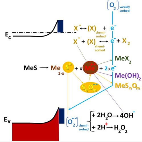 Figure 9. Interaction scheme of xanthates with sulphide surface in aerated pulp, adapted from Ref. [Citation140], where Ev is the location of the energy level of the valence band ‘ceiling’, and Ec is the location of the energy level of the conductivity band ‘bottom’.