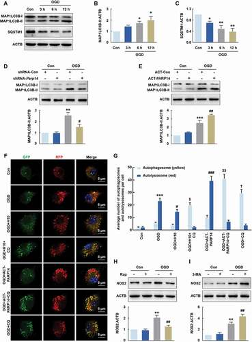 Figure 8. PARP14 induces autophagy to inhibit microglial activation after OGD. (A-C) Representative immunoblots (A) and bar graphs (B-C) showing western blot analyses of MAP1LC3B-II (B) and SQSTM1 (C) levels in primary mouse microglia after OGD treatment for 3, 6, and 12 h. All data were obtained from 3 independent experiments. *P < 0.05 and **P < 0.01 versus the Control group using one-way ANOVA followed by the Holm-Sidak test. (D) Transduction with shRNA-Parp14 attenuated the increased expression of MAP1LC3B-II induced by OGD in primary mouse microglia. Cells were transduced with shRNA-Con or shRNA-Parp14 for 48 h and then treated with OGD for 6 h. All data were obtained from 3 independent experiments. **P < 0.01 versus the Con + shRNA-Con group, and #P < 0.05 versus the OGD + shRNA-Con group, using two-way ANOVA followed by the Holm-Sidak test. (E) Transfection with ACT-PARP14 increased the expression of MAP1LC3B-II induced by OGD in primary mouse microglia. Cells were transfected with ACT-Con or ACT-PARP14 for 24 h and then treated with OGD for 6 h. All data were obtained from 3 independent experiments. ***P < 0.001 versus the Con + ACT-Con group, and ##P < 0.01 versus the OGD + ACT-Con group, using two-way ANOVA followed by the Holm-Sidak test. (F-G) PARP14 enhances autophagic flux after OGD. Primary mouse microglia were infected with mRFP-GFP-MAP1LC3B adenovirus and treated with OGD for 6 h. The numbers of yellow puncta and red puncta per cell were counted. All data were obtained from 4 independent experiments. ***P < 0.001 versus the Control group (autolysosome), #P < 0.05 and ###P < 0.001 versus the OGD group (autolysosome), †P < 0.05 versus the OGD group (autophagosome), and $P < 0.05 and $$P < 0.01 versus the OGD + CQ group (autophagosome), using one-way ANOVA followed by the Holm-Sidak test. Scale bar: 5 μm. (H) Pretreatment with Rap (1 μmol/L) for 1 h significantly decreased the expression of NOS2 induced by OGD in primary mouse microglia. All data were obtained from 3 independent experiments. **P < 0.01 versus the Control group, and ##P < 0.01 versus the OGD group, using two-way ANOVA followed by the Holm-Sidak test. (I) Pretreatment with 3-MA (1 mmol/L) for 1 h significantly increased the expression of NOS2 induced by OGD in primary mouse microglia. All data were obtained from 3 independent experiments. **P < 0.01 versus the Control group, and ##P < 0.01 versus the OGD group, using two-way ANOVA followed by the Holm-Sidak test
