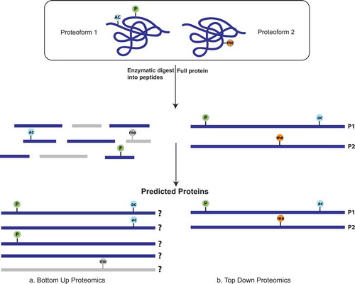 Figure 3. (a) In a bottom-up workflow, proteins are digested into peptides before sequencing by mass spectrometry and then analytically pieced back together when matched to a reference proteome. This decreases the resolution of proteoform detection because modifications may either be lost entirely (in gray) during digestion, or the peptides derived from the distinct proteoforms are indistinguishable from each other. (b) In top-down proteomics, there is no digestion before mass spectrometric analysis and therefore the full protein is sequenced allowing for increased coverage of each protein. In this way, it is possible to distinguish the various proteoforms within a sample.