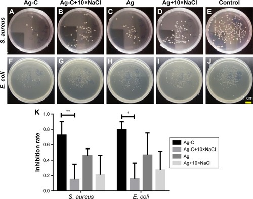 Figure 4 Plate counting photographs of Gram-negative Escherichia coli and Gram-positive Staphylococcus aureus co-cultured with Ag-C and Ag or with 10× NaCl in vitro for 3 h (A–J).Notes: The corresponding inhibition rates of bacteria (K). **p<0.01 and *p<0.05 vs Ag-C+10×NaCl. Differences between mean values were analyzed with one-way ANOVA followed by Tukey test for multiple comparisons.Abbreviations: Ag-C, carbon membrane packaged Ag nanoparticles; ANOVA, analysis of variance.