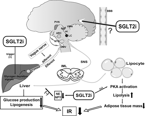 Figure 2 Scheme of the neural and metabolic mechanisms by which SGLT2i improves hepatic and adipose IR. SGLT2i triggers glycogen depletion signals in the liver, and liver may convey information to the CNS via the afferent vagus, activating efferent sympathetic nerves to adipose tissues, which promotes lipolysis leading to fat mass reduction. Meanwhile, activation of neurons in hypothalamus attenuates the glucose production and lipogenesis via efferent vagus to liver. SGLT2i could downregulate sympathetic activity innervating the liver by inhibiting expression of norepinephrine (NE) and NPY. SGLT2i activates the brain–adipose axis and induces fat mass loss. Both reduction of adipose tissue mass and hepatic glucose production could contribute to IR amelioration. Up arrows: increase; down arrows: decrease; (+): promote; (-): inhibit.