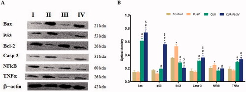 Figure 10. Western blots (A) and histogram for proteins expression (B) of Bax, p 53, Bcl-2, caspase 3, NF-kB, and TNFα protein expression for the four groups in PC3 cells; (I) control, (II) CUR–PL–SV, (III) PL-SV, and (IV) CUR. Data are the mean of three independent experiments ± SD. *Significantly different vs. control, p<.05; #significantly different vs. PL-VS, p<.05; $significantly different vs. CUR. CUR: curcumin; PL: Phospholipon® 90H; SV: scorpion venom peptide.