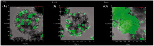 Figure 11. CLSM images of polylysine-coated PPM3 loaded with GFP-expressing HEK293 cells at concentrations of (A) 50,000, (B) 90,000 and (C) 150,000 cells per well. Before the observation, the incubation was conducted for 9 h after adding the cells to the microspheres at the different concentrations.