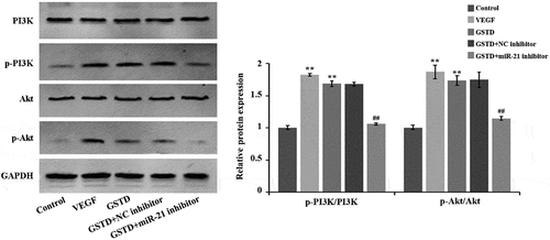 Figure 5. Gastrodin activates the PI3K/Akt signaling pathway of HUVECs evaluation of the protein expression levels of PI3K, p-PI3K, Akt and p-Akt using western blot. **p < 0.01; ## represented comparing to GSTD+NC inhibitor group, and p < 0.01. GSTD, gastrodin