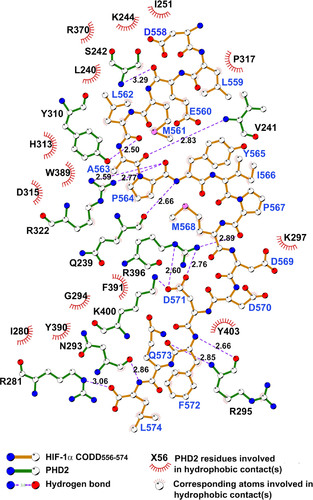 Figure S1 Ligplot 2D figure of the HIF-PHD2 complex showing important interactions between HIF and PHD2.
