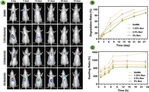 Figure 11. The degradation of scaffolds. (A) Images of in vivo imaging displaying the degradation of bioprinted scaffolds labelled by Sulfo-Cy5.5 NHS ester. (B) Degradation rate in vitro. (C) Swelling ratio in vitro.