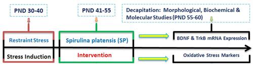 Figure 1 Timeline of Experiments. Rats were exposed to restraint stress (2 h/day for 10 days, PNDs 30–40). Then, the animals were subjected to SP treatment between PNDs 41 and 55 of age. Following the interventions, dendritic remodeling, BDNF levels, Oxidative stress markers and mRNA expression of BDNF and TrkB in amygdala were examined.Abbreviations: PND, postnatal day; SP, Spirulina platensis; BDNF, brain-derived neurotrophic factor; TrkB, tropomyosin receptor kinase B.