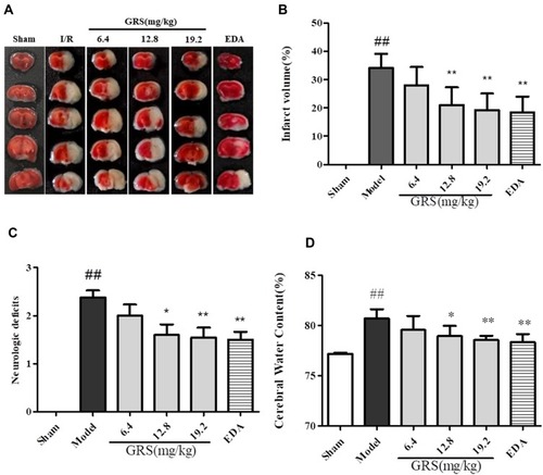 Figure 2 GRS reduces infarct volume and brain water content and improves behavioral outcomes in I/R mice. Mice were subjected to reperfusion for 24 h after 1 h of ischemia. GRS (6.4, 12.8, 19.2 mg/kg) and EDA (3 mg/kg) were administered immediately before reperfusion. (A) Protective effects of GRS on I/R-induced infarct volume. (B) Evaluation of brain infarct volume after transient MCAO/R. (C) Evaluation of mouse neurobehavioral scores after transient MCAO/R. (D) Protective effects of GRS on I/R-induced brain edema. Data are presented as means ± SD, n = 6. ##P < 0.01 vs sham group, **P < 0.01 vs I/R mice, *P < 0.05 vs I/R mice.