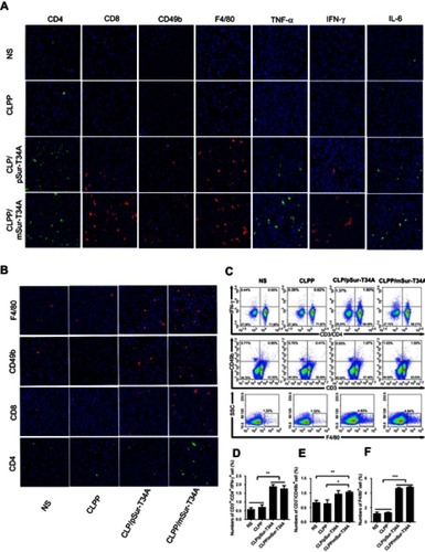 Figure 7 Activation of antitumor immune response by CLPP/mSur-T34A particle. (A) The infiltration of immune cells in abdominal cavity metastatic tumor tissues were detected by immunofluorescence staining. (B) The fluorescent images of CD4+ T cells, CD8+ T cells, CD49b+ NK cells and F4/80+ macrophages in tumor tissues from subcutaneous xenograft tumor model. (C–F) Lymph node-derived immune cells from subcutaneous xenograft tumor model were analyzed. Flow cytometry analysis of CD3+/CD4+/IFN-γ+ T cell, NK cell and macrophages. All data are reported as mean ± SEM and ***P<0.001, **P<0.01, *P<0.05 (two-tailed Student’s t-test).Abbreviation: NS, normal saline.