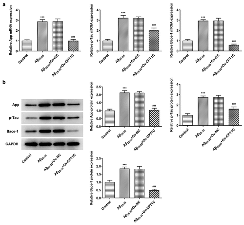 Figure 5. CPT1C overexpression decreased the deposition of AD marker proteins in Aβ25-35-induced HT22 cells. Following transfection of Ov-CPT1C or Ov-NC for 24 h, HT22 cells were treated with Aβ25–35 for another 24 h