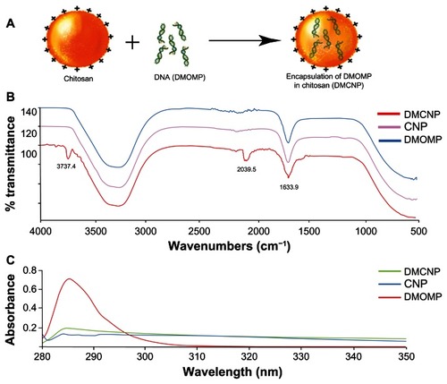 Figure 2 Encapsulation of DMOMP (MOMP DNA) in chitosan nanoparticles. (A) A schematic representation of DMOMP-chitosan nanoparticle construction. (B) Fourier Transfer-Infrared spectroscopy (FT-IR) of DMCNP (DMOMP encapsulated in chitosan nanoparticles), CNP (PBS encapsulated in chitosan nanoparticles) and DMOMP. Recording of the FT-IR spectrum was achieved through 32 scans with a sample ranging from 500 to 4000 cm−1 and a resolution of 4 cm−1 at ambient temperature. Chemical signature peaks observed within the DMCNP spectrum at 2039.5 cm−1 are absent from the DMOMP and CNP spectra. (C) Ultra-violet visible spectra of DMCNP, CNP and DMOMP.Abbreviations: CNP, phosphate buffered saline encapsulated in chitosan nanoparticles; DMOMP, DNA of the major outer membrane protein of C. trachomatis; DMCNP, DMOMP encapsulated in chitosan nanoparticles.