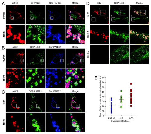 Figure 4. Photo-bleaching of mtKR leads to the sequential events of the PARK2-dependent mitophagy pathway. HeLa cells expressing mtKR, Cer-PARK2, and one of the following constructs: GFP-UB (A), GFP-LC3 (B), or GFP-LAMP-1 (C) were irradiated with 561 nm laser light for 30 iterations and were imaged by time-lapse at 5 min interval for up to 6 h. The representative images are a GFP-UB expressing cell at 60 min post-pb (A), a GFP-LC3 expressing cell at 90 min post-pb (B) and a GFP-LAMP-1 expressing cells at 4 h post-pb (C). The magnification of the area outlined by the white box is shown in the panels label Zoom. (D) Representative images of SH-SY5Y cells expressing mtKR and GFP-LC3 and irradiated with white light for 30 min at 37°C. Cells were imaged live 16 h after the photo-bleaching. The magnification of the areas outlined by the white boxes is shown in the panels that are labeled zoom 1 and zoom 2. Scale bars: 10 µm. (E) Plot of the time when PARK2, Ub or LC3 first show colocalized structures with mitochondria. The dash indicates the average time of recruitment (n = 14). Cer-PARK2 first appeared on mitochondria at 20.4 min post-pb, 34 min for GFP-UB and 40.1 min for GFP-LC3.