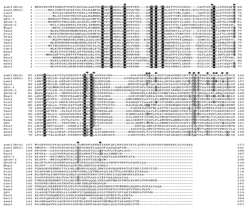 Figure 2. Multiple alignments of amino acid sequence of LuxI family members. Amino acid sequences were aligned using ClustalW. Amino acid residues conserved among all members are highlighted in black. Asterisks indicate the 18 amino acid residues comprising the binding tunnel in LasI. Identical amino acid residues with LasI are identified by a gray background. Brackets beside the sequences indicate three groups classified by carbon chain length of the synthesized AHL. The threonine residue, which is essential for determining the specificity of the enzyme for 3-oxo-acyl-ACP, is shown by a box. The amino acid sequences used in the alignment are LasI (GenBank No. P33883), PpuI (AAM75411), QS6–1 (ACH69662), QS10–1 (ACH69667), QS10–2 (ACH69672), MupI (AAK28505), YenI (CAA53693), SinI (CAC46418), TraI (AAB95104), CepI (AAD12727), YpsI (AAD40486), LuxI (CAA68562), CarI (P33880), EsaI (AAA82096), QS1 (AAT90822), PhzI (AAC41535), RhlI (AAC44037), AsaI (AAB70017), and AhyI (ABD59318).