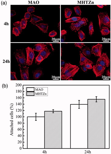 Figure 4. Cytoskeletal and nuclear staining (a) and quantitative analysis (b) of SaOS-2 cells attached to MAO and MHTZn coatings at 4 and 24 h. Values represent mean ± SD (n = 3).