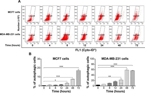 Figure 9 Effect of treatment time on ALS-induced autophagic cell death in MCF7 and MDA-MB-231 cells.