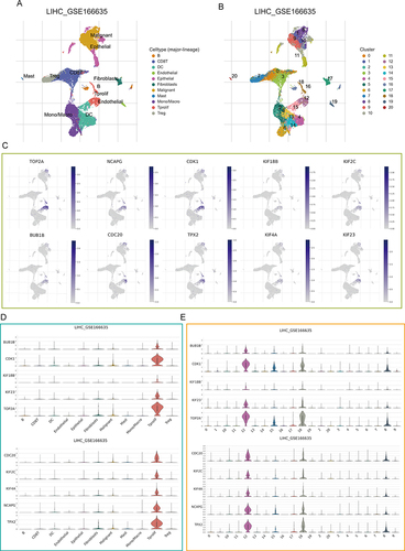 Figure 5 Single-cell analysis. (A) Uniform Manifold Approximation and Projection (UMAP) plot dimensionality reduction algorithm, each color represents a unique cell type. (B) Cells were clustered into 21 types via UMAP plot dimensionality reduction algorithm, each color represents a unique cluster. (C) Dot plots demonstrate the expression distribution of the top 10 degree value genes. (D and E) Violin plots of the top 10 degree value genes across different cell types (D) and cell cluster (E).