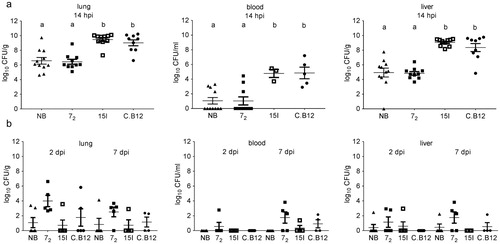 Figure 2. Bacterial colonization of tissues. Inbred lines 72, 15I and C.B12 and the outbred Novogen Brown chickens were inoculated with (a) the high or (b) the low dose of APEC O1. Bacterial loads in lung, blood and liver were determined at different time points. Four to six birds of each line were sampled at each time point after low dose challenge. One bird of the low dose group developed moderate clinical signs and was culled at 14 hpi and thus is not included in the presented data (colibacillosis lesion score 7, bacterial load in lung, blood and liver 7.08, 3.08 and 5.21 log10 CFU/g or ml respectively). Nine to eleven birds of each line were sampled after high dose challenge as, unexpectedly, several of the susceptible birds succumbed to the infection and as a consequence all high dose birds were culled at 14 hpi (not at 2 and 7 dpi as planned). Blood samples could only be obtained from surviving birds. Bird numbers vary due to the availability of birds for this study. NB = Novogen Brown, inbred lines as indicated. The mean with SEM is shown. Groups with different letters are significantly different (P < 0.05).