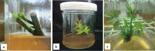 Figure 2. Proliferation of pecan on DKW medium supplemented with varying BA concentrations; (a) Healthy explants were selected from the establishment phase, (b) New shoots from establishment phase were excised for proliferation, (c) Multiple shoots were produced after 21 days of culturing during the proliferation phase