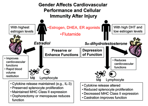 Figure 1. Schematic illustration of the effect of gender on cardiovascular performance and cellular immunity following trauma and severe blood loss.