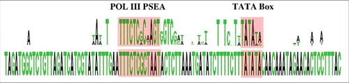 Figure 1. Alignment of the region upstream of the 7SK RNA candidate from the genome of the ant Metapolybia cingulata (below) and a sequence logo (above) constructed from the upstreams regions of the three genomic copies of the U6 snRNA, the single U6atac snRNA, and the 7SK RNA from honey bee (Apis mellifera). The PSE and TATA elements are highlighted. The sequence logo was generated with WebLogo [Citation43].