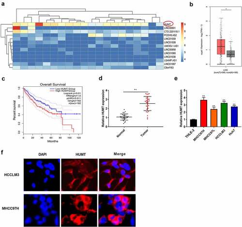 Figure 1. LncRNA HUMT expression was higher in HCC tissues. (a) The heatmap indicated the LncRNA expression in HCC. (b) TCGA database was used to analyze HUMT expression in HCC tissues. (c) According to TCGA database, the overall survival of HUMT in HCC patients was analyzed. (d) HUMT expression in normal and tumor tissues was tested by qRT-PCR (n = 30). (e) QRT-PCR was performed to assess HUMT expression in human HCC cell lines (HCCLM3, MHCC97L, MHCC97H, and Huh7) and human liver cell line (THLE-2). (f) The subcellular localization of HUMT was assessed using FISH assay **P < 0.01 vs. Normal group or THLE-2 cells.