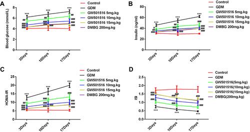 Figure 1 GW501516 decreased fasting blood glucose (FBG), fasting insulin (FINS), HOMA-islet resistance index (HOMA-IR) expression and increased insulin sensitivity index (ISI) expression in GDM rats. (A) Expression level of FBG in rats. (B) Expression level of FINS in rats. (C) Expression level of HOMA-IR. Calculation method: HOMA-IR = FBG ×FINS/22.5. (D) Expression level of ISI. Calculation method: ISI=1/(FBG×FINS), where insulin unit was converted as (1 ng/mL=21.2 mIU/L). n=10, ***p<0.001 vs control; #p<0.05, ##p<0.01, ###p<0.001 vs GDM.