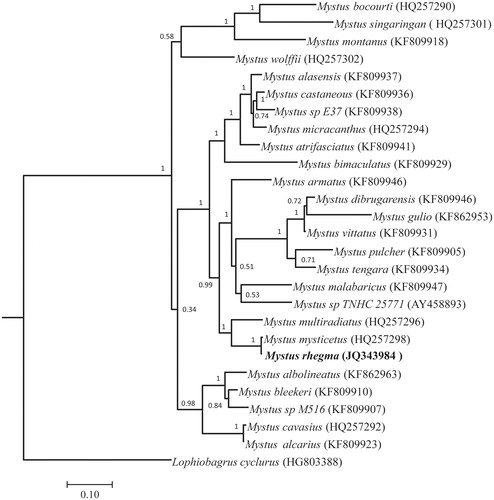 Figure 1. Bayesian inference phylogenetic tree of Mystus rhegma and the other 25 Mystus species using Lophiobagrus cyclurus as an outgroup. The posterior probabilities are labelled at each node.
