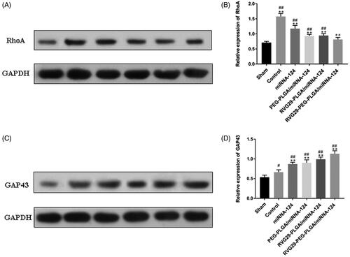 Figure 5. Effect of miR-124 administration on protein expression of RhoA and GAP43 after MCAO. (A) RhoA and (C) GAP43 protein were detected by Western blot. GAPDH was used as the loading control. Quantitative analysis of RhoA (B) and GAP43 (D) activity. #p < .05, ##p < .01 compared with the Sham group; **p < .01 compared with the Control group.
