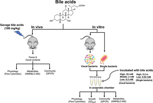 Figure 1. Scheme for determining the antibacterial activity of bile acids in vivo and vitro.