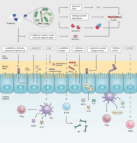 Figure 4. The interplay between probiotic strains, H. pylori, and the host immune system. Several probiotic strains can directly eliminate H. pylori cells by producing bacteriocins, siderophore, hydrogen peroxide, biosurfactant, lactic acid, and SCFAs. Probiotic bacteria can retain the activity of the gut barrier by stimulating the production of mucin and tight junction proteins. Certain probiotic species preserve the inherent structure of the gut microbiota by increasing the concentration of AMPs, peptidoglycan hydrolase, and exopolysaccharides. Furthermore, several probiotic bacteria regulate the host inflammatory response and prevent the development of chronic inflammation.
