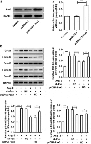 Figure 5. Pax3 overexpression blocks the effect of Fus knockdown on AngII-induced TGF-β1/Smad pathway activation. (a), the protein expression of Pax3 in mouse cardiac fibroblasts before and after Pax3 overexpression. (b), mouse cardiac fibroblasts that co-transfected with shRNA-Fus and pcDNA-Pax3 or not were stimulated with 1 μM AngII for 12 h, then the protein expression of TGF-β1, phosphorylated (p)-Smad2/Smad2 and p-Smad3/Smad3 was assessed by western blot. *P < 0.05, **P < 0.01 and ***P < 0.001