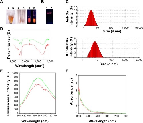 Figure 1 The characterization of gold nanoclusters (AuNCs) and RDP-AuNCs.Notes: (A) Appearance and electrophoretic analysis of AuNCs and FAM-RDP-AuNCs. Aqueous solution and powder under visible and ultraviolet light (365 nm). (a) AuNCs; (b) FAM-RDP-AuNCs. The left figure is aqueous solution, the middle is powder under visible light, and the right figure is powder under ultraviolet light. (B) Electrophoretic mobility of AuNCs (Lane 1) and FAM-RDP-AuNCs (Lane 2) in agarose gel. (C) Size distribution of AuNCs and RDP-AuNCs determined by dynamic light scattering. (D) Fourier-transform infrared spectra of AuNCs and RDP-AuNCs. (E) Fluorescence of AuNCs and RDP-AuNCs (λex=510 nm). (F) Absorption spectra of AuNCs and RDP-AuNCs. Red curve: AuNCs; green curve: RDP-AuNCs.Abbreviations: AuNCs, gold nanoclusters; FAM, carboxyfluorescein; RDP, rabies virus glycoprotein derived peptide.