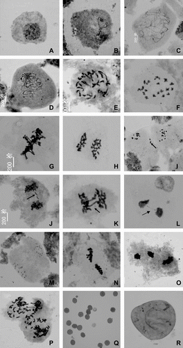 Figure 2 Meiosis behavior of PMCs in induced tetraploid of P. grandiflorus. (A) interphase; (B) leptotene; (C) zygotene; (D) pachytene; (E) diplotene; (F) diakinesis; (G) metaphase I; (H) anaphase I; (I–J) telophase I (arrow showing laggard chromosome); (K–L) telophase I (arrow showing chromosome bridge); (M) prophase II; (N) metaphase II; (O) insynchronous chromosome segregation at telophase II; (P) polyploidy cell (chimeras); (Q–R) inviable pollen grains. Bar = 5 μm.