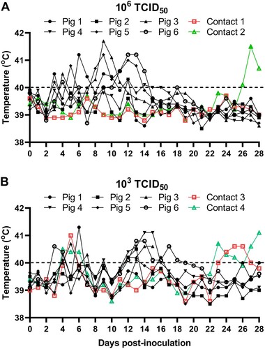 Figure 4. Rectal temperature changes in pigs infected with SD/DY-I/21 at a dose of 106 TCID50 (A) or 103 TCID50 (B). Pig 1–Pig 6, 6 pigs inoculated with SD/DY-I/21, Contact 1–Contact 4, 4 non-inoculated pigs cohoused to test for contact transmission. The dashed black lines in these panels indicate the threshold of normal rectal temperature.
