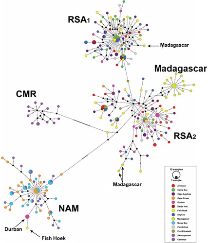 Figure 6. A median-joining haplotype network. The three clades are Cameroon (CMR), Namibia (NAM) and South Africa (which is further divided into three sub-clades – RSA1, RSA2 and Madagascar).