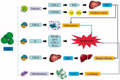 Figure 1. CCl4-induced liver injury. CCl4 trigger the continuous development of hepatocyte injury by inducing cell stress via inflammation, macrophages activation, mitochondrion path, and oxidative stress, resulting in apoptosis, hepatic fibrosis, and liver injury. COX-2: epoxide hydrolase; PGs: prostaglandins; HSC: hepatic stellate cells; CYP450: cytochrome P450; TNF-α: tumor necrosis factor α; IL: interleukin; NF-κB: nuclear factor κB; AP-1: activated protein transcription factor 1; PLA2: phosphatase A2; TGF-β: transforming growth factor β; Cyt-C: cytochrome C.