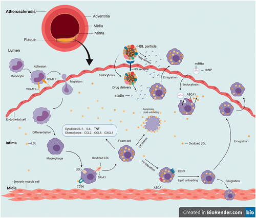 Figure 1. Mechanisms of regulating monocyte recruitment and formation of foam cells in plaques. Hyperlipidemia increases the number of monocytes. The increased levels of expressions of intercellular adhesion molecule 1 (ICAM1) and vascular adhesion molecule 1 (VCAM1) promote the infiltration of monocytes into the intima. The part of recruited monocytes differentiates into macrophages, which have a variety of scavenger surface receptors for oxidized LDL modified low-density lipoprotein (oxLDL). Then macrophages ingest oxLDL via scavenger receptor-mediated pathways, (including scavenger receptor A (SRA and CD36), and LDL by direct phagocytosis, which leads to the formation of the foam cells that are a hallmark of the atherosclerotic plaque. Oxidized LDL stimulates macrophages to produce pro-inflammatory cytokines and chemokines that enhance the inflammatory response. Overwhelming ingestion of LDL and oxLDL contributes to cellular apoptosis of macrophages resulting in the exposure of apoptotic material which potentiates inflammation with more monocyte recruitment. The ABCA1 and CC-chemokine receptor 7 (CCR7) expression are upregulated in foam cells. ABCA1 can reverse the accumulation of foam cells and CCR7 helps macrophage emigration from the plaque through reverse transmigration to the lumen or trafficking to the adventitial lymphatics. Based on the above principles, HDL NPs and CHNPs are well constructed.