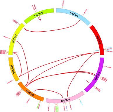 Figure 2. Chromosomal locations of MtEXP genes in M. truncatula.
