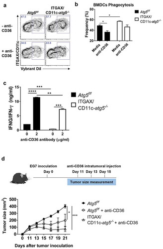 Figure 8. Blockade of CD36 ameliorates elevated phagocytosis and increases CD4+ T-cell priming. (a) BMDCs from Atg5f/f or ITGAX/CD11c-atg5−/- mice were co-cultured with DiI-labeled apoptotic tumor cells in the presence of anti-mouse CD36 blocking antibody. Phagocytosis of dendritic cells was measured with flow cytometry. (b) Frequency of phagocytosis shown as bar graph (Student t-test, * P < 0.05). Data represent 3 independent experiments. (c) Atg5f/f or ITGAX/CD11c-atg5−/- splenic dendritic cells were co-cultured with apoptotic EG7 and OT-II CD4+ T cells with or without anti-mouse CD36 blocking antibody for 96 h. IFNG/IFN-γ production in the supernatant were measured with ELISA (Student t-test; **P < 0.01; ***P < 0.001; ****P < 0.0001). Data represents 2 independent experiments. (d) EG7 tumor-bearing Atg5f/f or ITGAX/CD11c-atg5−/- mice were injected intratumorally with anti-mouse CD36 blocking antibody at day 11, 13, and 15 after EG7 inoculation. Tumor size was monitored with a digital caliper (5 mice per group; two-way ANOVA; *P < 0.05; ***P < 0.001). Data are representative of 2 independent experiments.