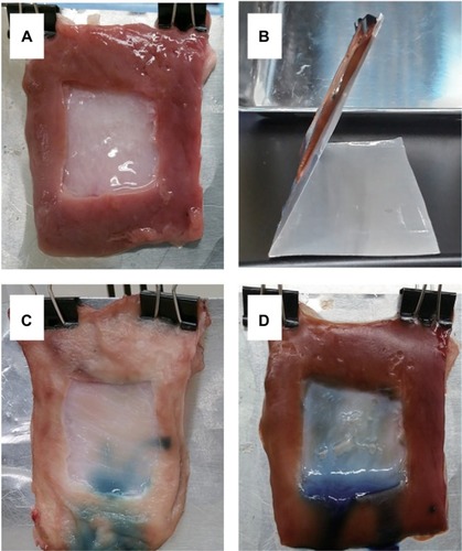 Figure 7 Ex vivo gelation tests of collagen gels in artificial porcine stomach ulcers.