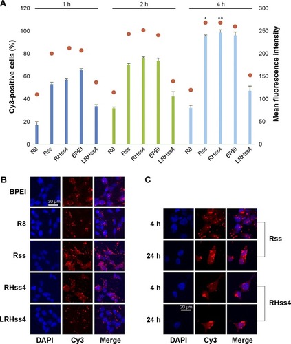 Figure 6 Cellular uptake and intracellular distribution of polyplexes.Notes: (A) Cellular uptake analysis of various RHss/Cy3-pDNA polyplexes (N/P ratio =40). The data of positive cells are presented as histogram and mean fluorescence intensity is shown as scatter plot. Data are expressed as mean ± SD (n=3). aP<0.01 vs R, bP<0.01 vs LRHss4. (B) Confocal microscopic images of HEK293T cells after 4-hour incubation of RHss/Cy3-pDNA polyplexes. Red signals represent the Cy3-labeled pDNA and blue signals represent the cell nucleus. (C) Intracellular distribution of polyplexes in HEK293T cells with different incubation time. The N/P ratio is the ratios of moles of the amine groups of cationic polymers to those of the phosphate groups of DNA.Abbreviations: BPEI, branched polyethylenimine; Cy3, red fluorescent dye; DAPI, 4′,6-diamidino-2-phenylindole dihydrochloride; LRHss, reducible chimeric polypeptide containing two functional peptides: octa-l-arginine and tetra-l-histidine peptides; pDNA, plasmid DNA; RHss, reducible chimeric polypeptide containing two functional peptides: octa-d-arginine and tetra-l-histidine peptides; Rss, single cross-linked R8 peptide; SD, standard deviation; h, hours.