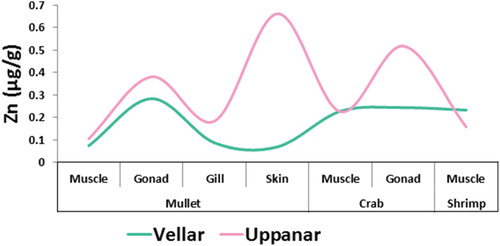 Figure 6. Zinc level studied in marine organism tissue collected from Vellar and Uppanar estuaries.